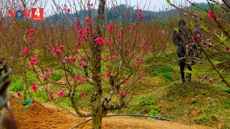 Làng đào Nam Phong ở Cao Bằng rộn ràng đón Tết