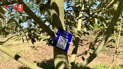 Gắn mã QR quản lý 10.000 cây sầu riêng tại Đắk Lắk