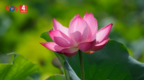 CHƯƠNG TRÌNH KHAY HENG TÀY - NÙNG (Thứ Ba, vằn xo 5 bươn 3 pi 2024)