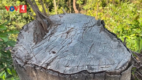 Tây Giang: Rừng phòng hộ bị xâm hại