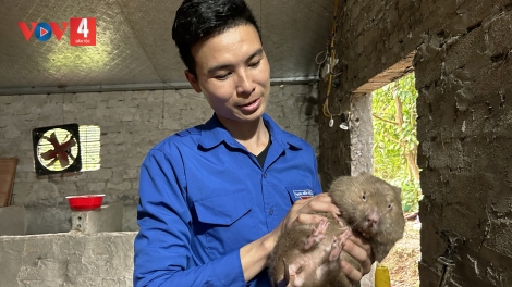 Chàng trai người Dao thu hàng trăm triệu đồng nhờ nuôi dúi