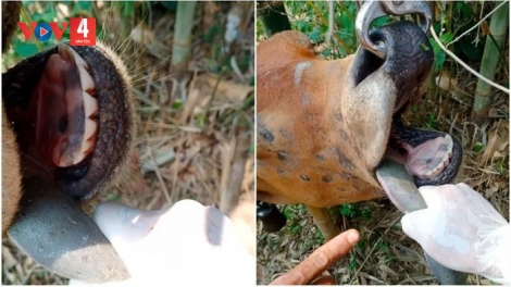 QUẢNG TRỊ: CH’MÊÊT LÊY LIÊM PR’LUH CR’AY COH T’RÍ C’ROOC ÂNG ĐHA NUÔR ACOON COH