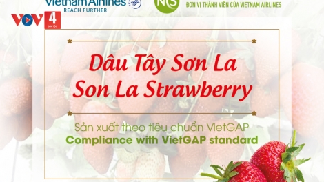 Dâu tây Sơn La lên máy bay phục vụ hành khách