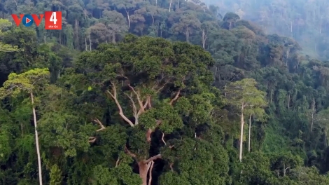 HAU TU TỈNH QUẢNG NAM CĂH ƠY BƠƠN PA CÂL TÍN CHỈ CARBON CRÂNG?