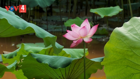 CHƯƠNG TRÌNH KHAY HENG TÀY - NÙNG (Thứ Hai- Vằn xo 8 bươn 4 pi 2024)