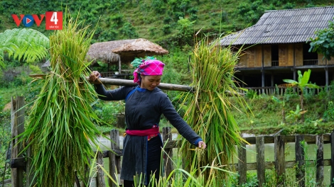 CHƯƠNG TRÌNH KHAY HENG TÀY - NÙNG (Thứ Năm, vằn xo 4 bươn 4 pi 2024)