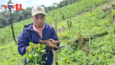 MANỨIH CƠ TU BHRỢ CHA K’VAN LÂNG BA KÍCH, ĐẲNG SÂM