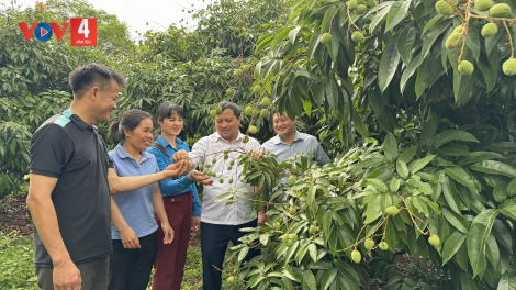MÁC PÁI SLÚC KHOÁI DÚ PHÚC HÒA, TÂN YÊN, BẮC GIANG: NGẦƯ ĐẢY MẢU, ĐẢY CHÁ