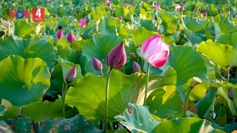 CHƯƠNG TRÌNH KHAY HENG TÀY - NÙNG (Thứ Tư - Vằn xo 8 bươn 5 pi 2024)