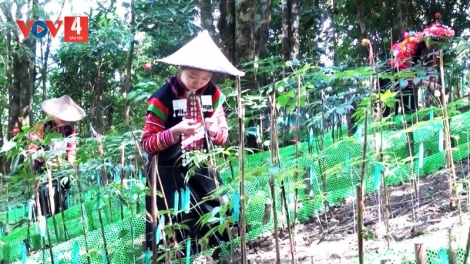 Sâm Lai Châu, cây mở hướng thoát nghèo cho đồng bào La Hủ 