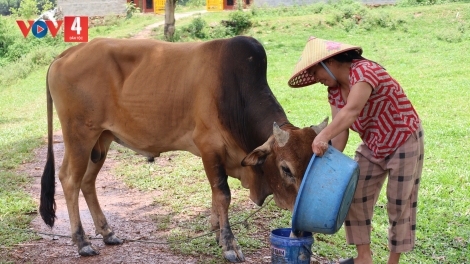 ĐA DẠNG SINH KẾ- HƯỚNG THOÁT NGHÈO BỀN VỮNG CHO ĐỒNG BÀO DTTS