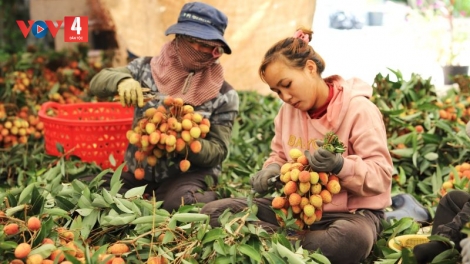 Vải thiều đơm trái ngọt trên vùng đất Ea Kar  