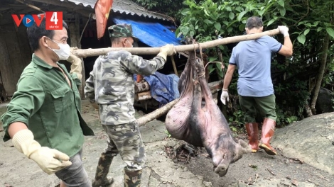 Dịch tả lợn Châu Phi tái bùng phát diện rộng tại tỉnh Bắc Kạn