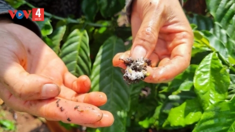Hàng ngàn hecta cà phê ở Gia Lai bị rệp sáp gây hại