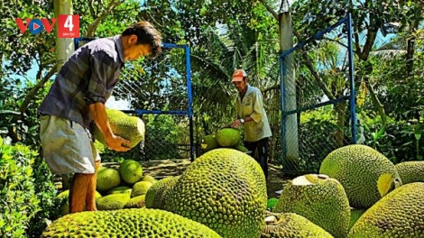 Tiền Giang: chọn 3 loại trái cây đặc sản chủ lực để hỗ trợ sản xuất và tiêu thụ