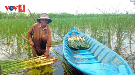 Bồn bồn – Cây tạo món ngon thương nhớ Cà Mau