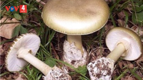 BƠR P’NIÊN K’TỨI ĐHỊ MƯỜNG TÈ (LAI CHÂU) CHÊỆT TU BỌOL TRI