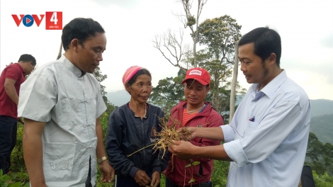 QUẢNG NAM: ZOOI 5 CHR’VAL ZR’LỤ DA DING CA COONG CHR’HOONG TÂY GIANG CHOH 18HA TƠƠM ZA NƯƠU