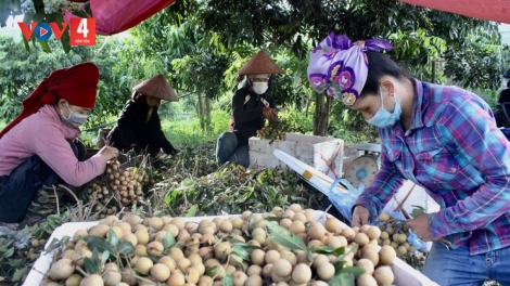 Sơn La xuất khẩu hơn 12 nghìn tấn quả trong các tháng đầu năm