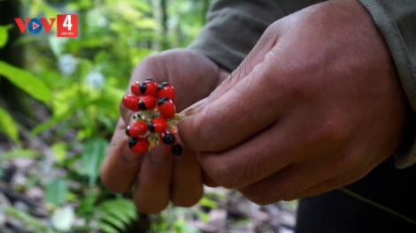 HÂN NOO PAY PA CHÔ CR’LIÊNG SÂM NGỌC LINH