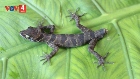 BƠƠN LÊY MUY P’NONG N’JOỌT ĐHỊ BHƯƠN QUỐC GIA PHONG NHA – KẺ BÀNG