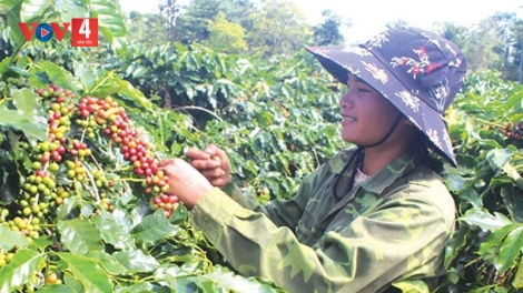 TA LƯ COFFEE – CHR’NĂP TR’HAANH LALAY ÂNG ĐHANUÔR BRU VÂN KIỀU ĐHỊ QUẢNG TRỊ