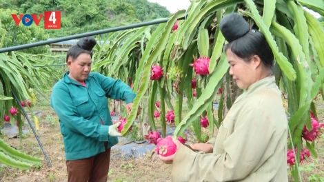 Hợp tác xã ở Sơn La chủ động tiêu thụ, xuất khẩu thanh long