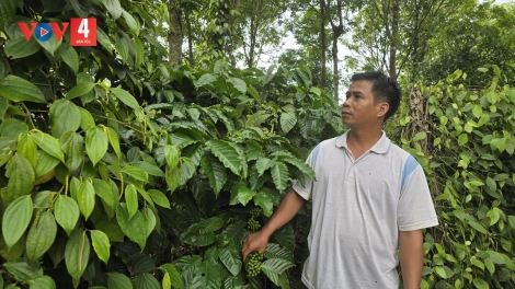 Người trưởng thôn mẫu mực