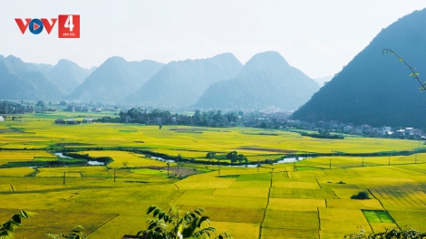 PIÊN CƯƠNG MỦA TAN KHẨU