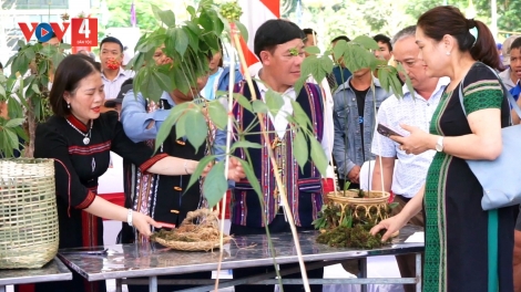 360 triệu đồng từ đấu giá sâm Ngọc Linh giúp người nghèo xóa nhà tạm