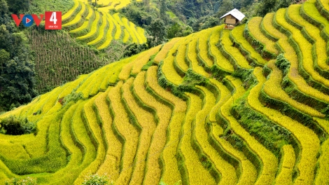 CHƯƠNG TRÌNH KHAY HENG TÀY- NÙNG  (Thứ Năm- Vằn 29/08/2024)