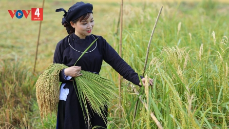 MỦA THU CHỨ BẢC