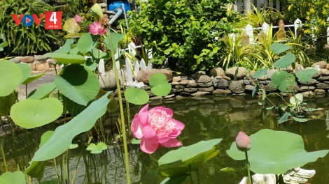 Danak dak sap Cam 24-08-2024