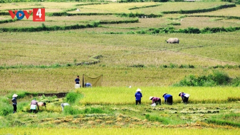 PHÁP LUẬT MẮN, TỈ FUÔNG RÈNG