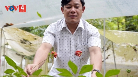 ĐƠƠNG SÂM VIỆT NAM TƯỚC OOY BHA LANG K’TIẾC