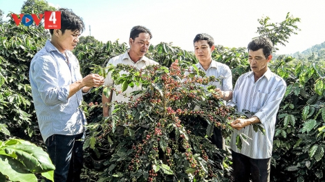 ĐHANUÔR CHR’HOONG HƯỚNG HÓA (QUẢNG TRỊ) BHUI HAR MOỌT HÂN NOO PÊÊH CÀ PHÊ