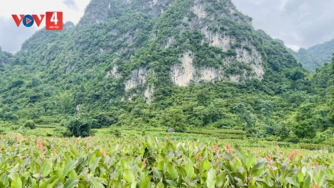 CAO BẰNG: CÁP CĂN HẾT KIN SLE MIỂN MẰN TOONG VẰN CẢNG KHAI TẢY CHÁ