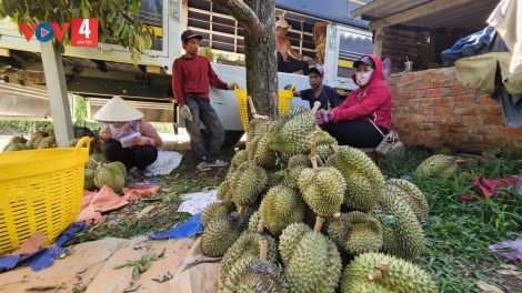 CHR’NOH CHR’BÊẾT HỮU CƠ PA DƯR RÂU CHR’NĂP ĐOỌNG HA DA DING K’COONG KHÁNH HOÀ