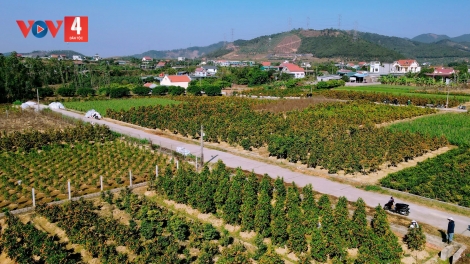TỈ CHAY BOÓC DÚ ĐÔNG TRIỀU-QUẢNG NINH SLÌ NÈN