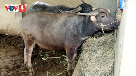 ZR’LỤ DA DING CA COONG THÀNH PHỐ HUẾ CHA GROONG CHA KÊỆT LÂNG CR’AY HA BH’NĂN 