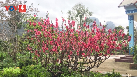 SLỎI PHONG PAO CHANG VẰN NÈN