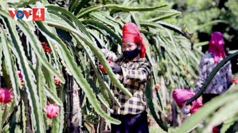 THANH LONG SƠN LA NĂC 1 COH 32 BH’NƠƠN CHR’NOH ÂNG VEL ĐONG BƠƠN ĐOỌNG BẰNG K’RANG LÊY NHÃN HIỆU