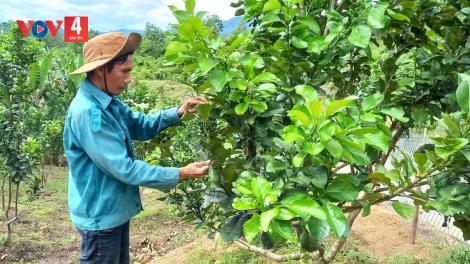NAM GIANG (QUẢNG NAM) K’RONG BHRỢ K’NOỌ 11 TỶ ĐỒNG BHRỢ PA DƯR NANG CHR’NOH, BHƯƠN A TÔNG