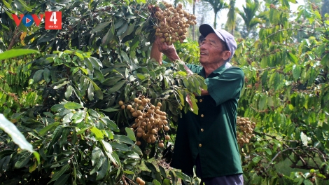 CỰU CHIẾN BINH CỎP CÔNG RÈNG SLE BẢN CỎN VẰN HẲM ĐÂY
