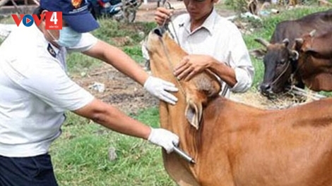 PAY ĐOỌNG LÂH 2,2 ƯC LIỀU VẮC - XIN BHIH BUM, CHR’COOP ZOOI ĐOỌNG HA 30 VÊÊL ĐONG CHA GROONG PR’LUH