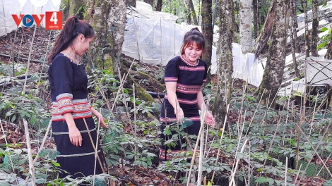 C’NĂL LANG AHAY OOY SÂM NGỌC LINH COH KON TUM DƯR VAIH C’KIR VĂN HÓA PHI VẬT THỂ K’TIÊC K’RUUNG