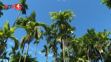 SƠN CẨM HÀ NÂU CƠY 