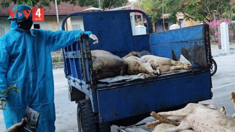QUẢNG NGÃI: PA XOỌNG LÂH 7.600 TỌ VẮC XIN PR’LUH PA ZRUÔH A’ỌC CHÂU PHI