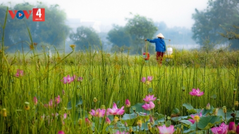 RU CON QUẢNG NAM