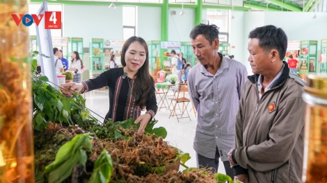 PHIÊN CHỢ SÂM NGỌC LINH LÂNG Z’NƯƠU DA DING CA COONG BƠƠN PA CHÔ LÂH 5,2 TỶ ĐỒNG